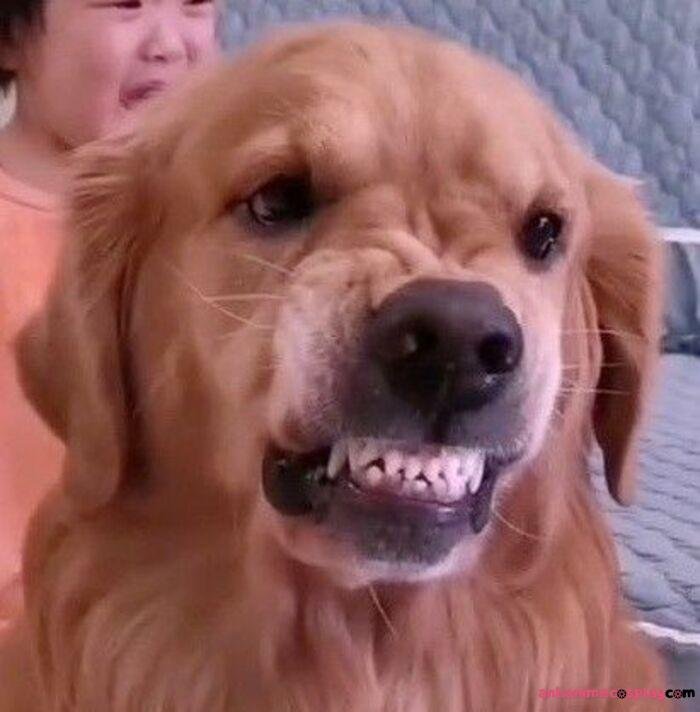 hình ảnh meme chó bựa nhất